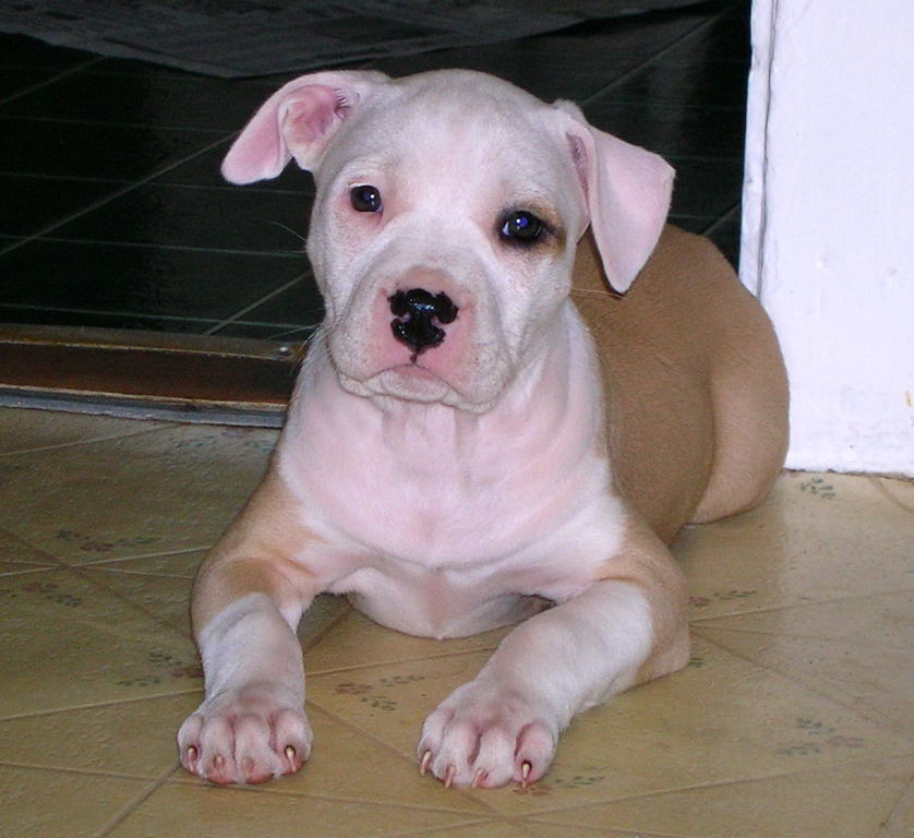my dog