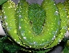 My Male GTP
