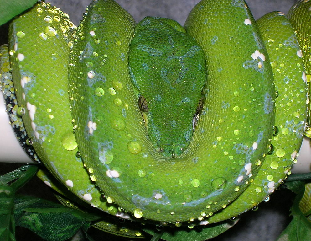 My Male GTP