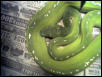My new male