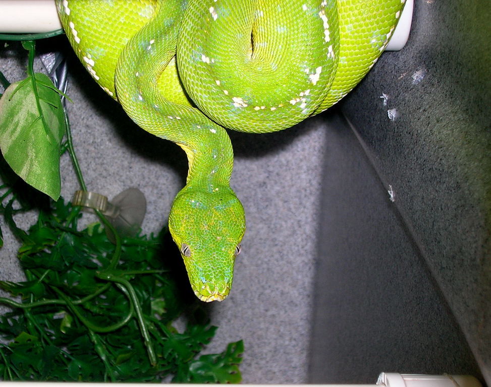 Female