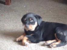 Pic-O-litter 03'