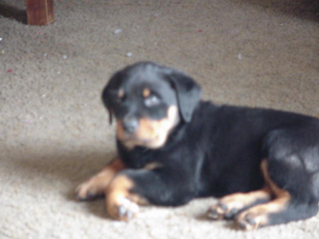Pic-O-litter 03'