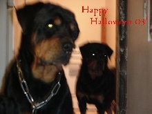 Love those rott's nite eyes