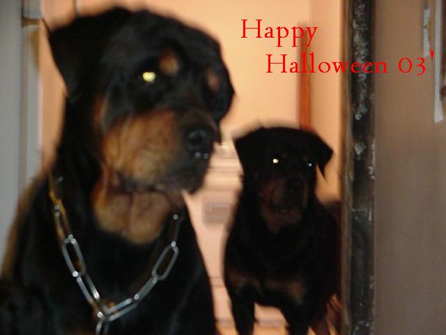 Love those rott's nite eyes