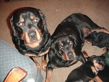 ShadowBear   GypsyRose   Pups