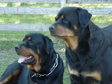 conformation of a Fisher Rottwieler