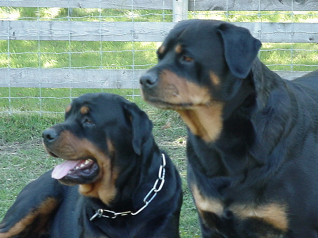 conformation of a Fisher Rottwieler