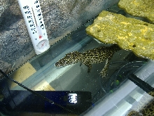 Cuban hatchlings