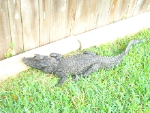 My dwarf croc
