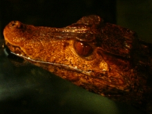 Picture of my dwarf caiman