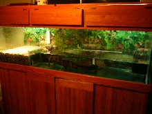 One of my dwarf caiman tanks