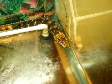 Baby dwarf croc