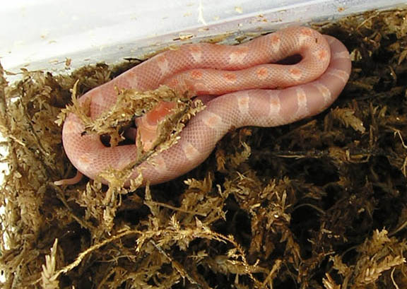 05 opal pre-shed