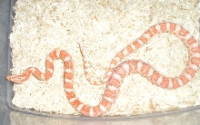 creamsicle full of food