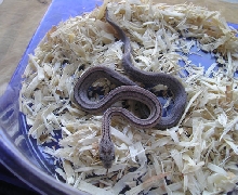 striped anery