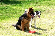 Biker and his frisbee buddy
