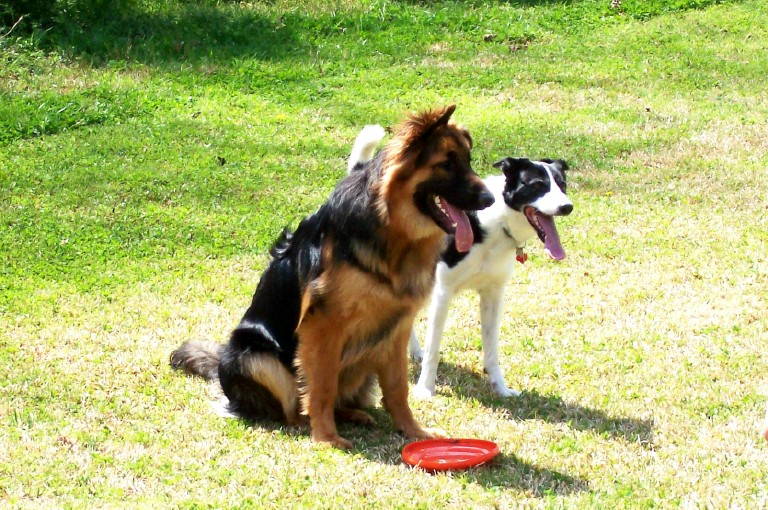 Biker and his frisbee buddy