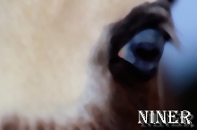 Niner