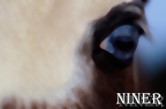 Niner