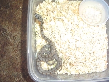 Mexican Baird baby