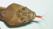copperhead
