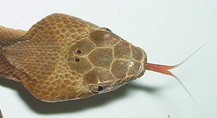 copperhead