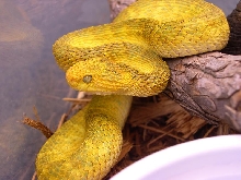 yellow squamiger