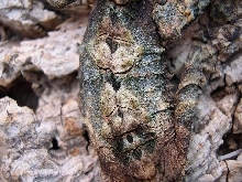 cork bark ba[bleep]