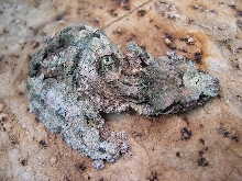 cork bark female