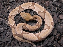 female s copperhead