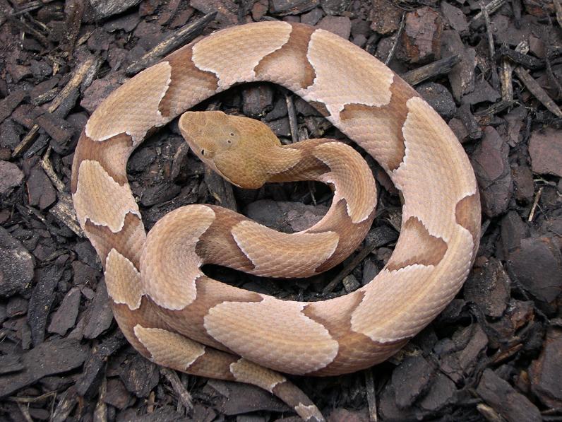 female s copperhead