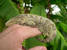 the other nuu ana leachianus