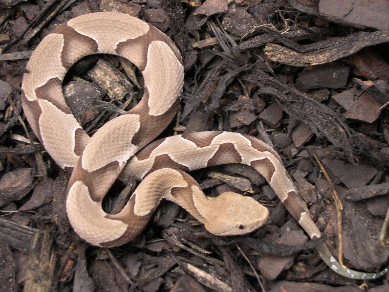 male s copper