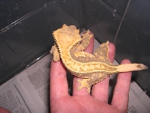 pinstripe female