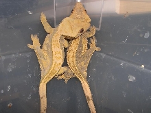 pinstipe females