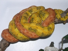 eyelash vipers