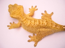 yellow speckled crested