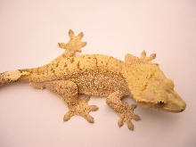 yellow speckled crested gecko