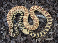 stillwater hypo bull