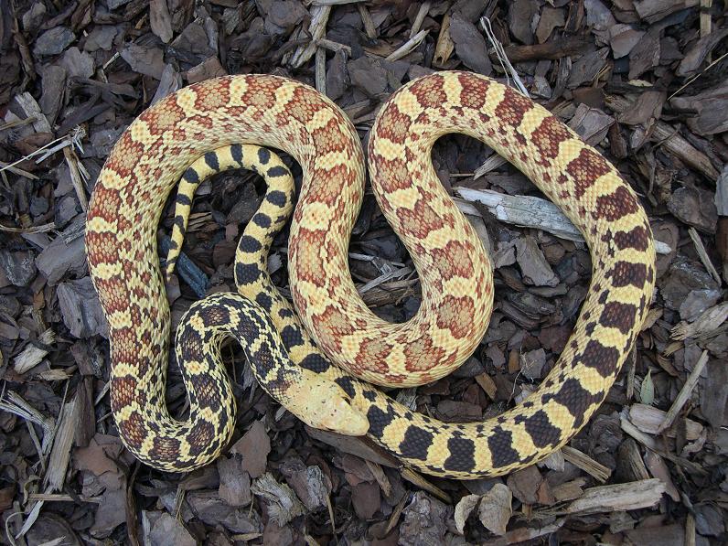 stillwater hypo bull