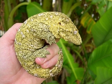nuu ana leachianus