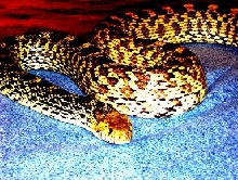 Female yellow bullsnake