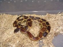 Bryan, Texas rat snake