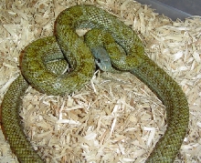 Japanese rat snake