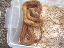 Mexican Bairds rat snake