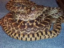 Colorado Bullsnake