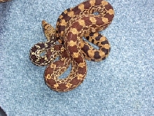 Fort Collins, Colorado bullsnake