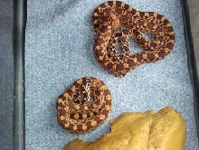 Fort Collins Bullsnake