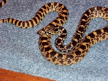Minnesota bullsnake